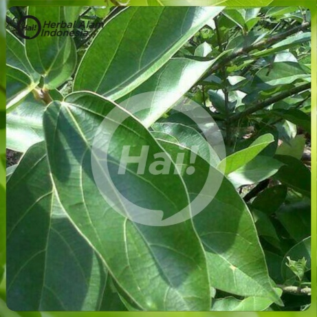 

1 kg Daun cincau Hijau Segar / bukan cincau rambat bulu HAI