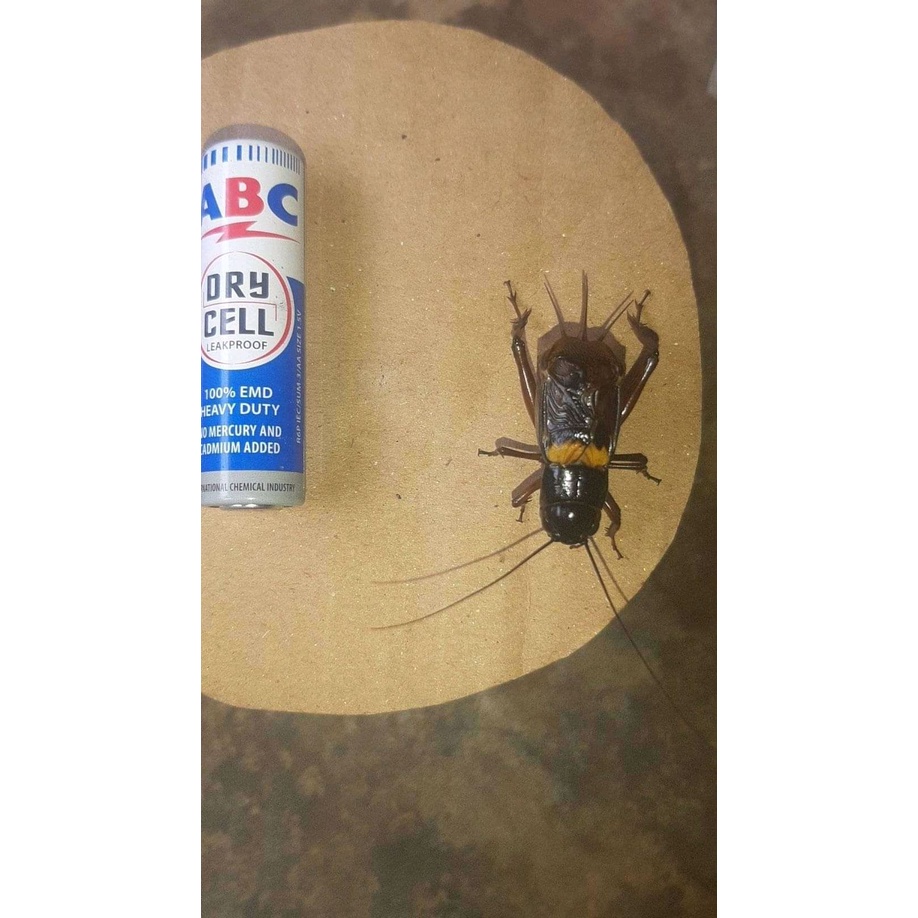 jangkrik - jangkrik hutan - jangkrik  masteran burung dari alam liar