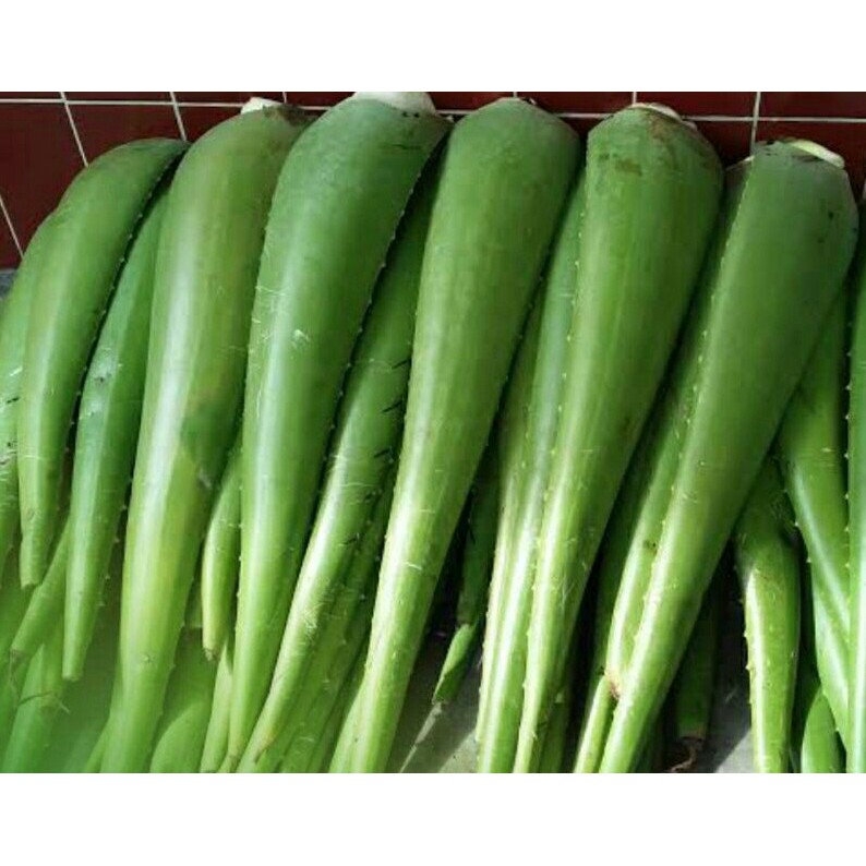 

PELEPAH! JUMBO/LIDAH BUAYA SEGAR LANGSUNG PETIK/GEL LIDAH BUAYA