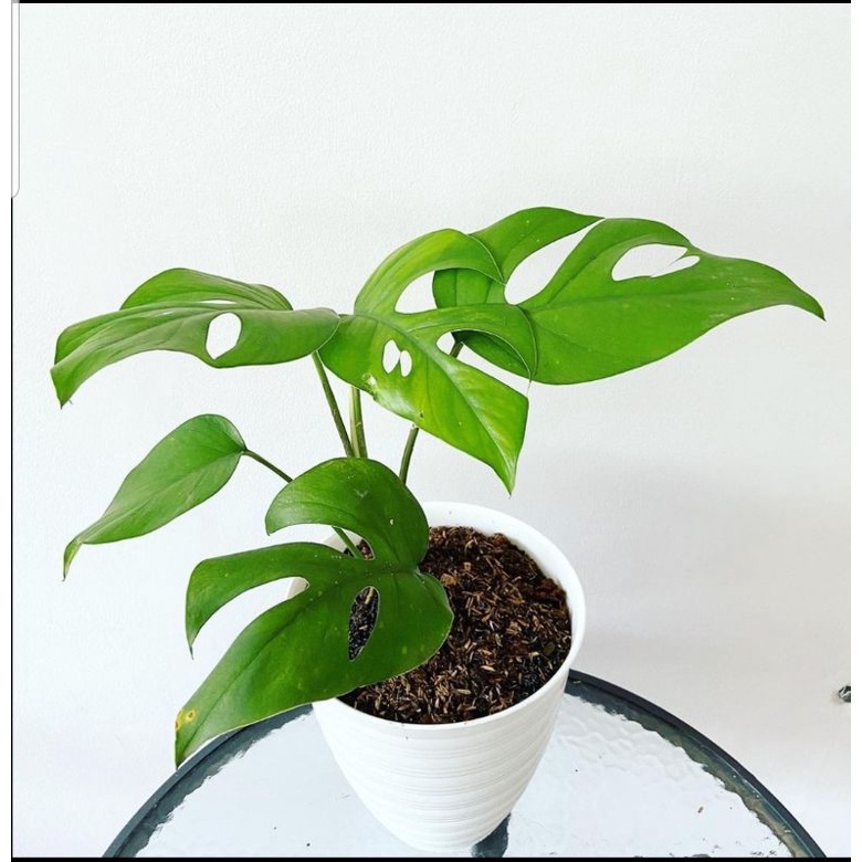 MONSTERA PERTUSA / RHAPHIDOPHORA PERTUSA ( real pict slide 2)