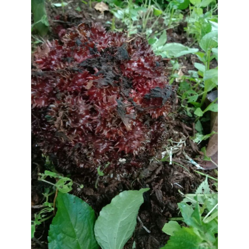 

buah parahulu/rambutan tanah langka 500gr