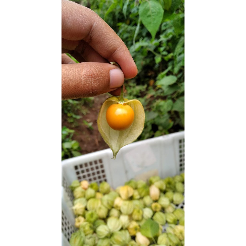 Jual Buah Ciplukan Murah 100gram / 1ons -Cecenet - Golden berry From Bandung