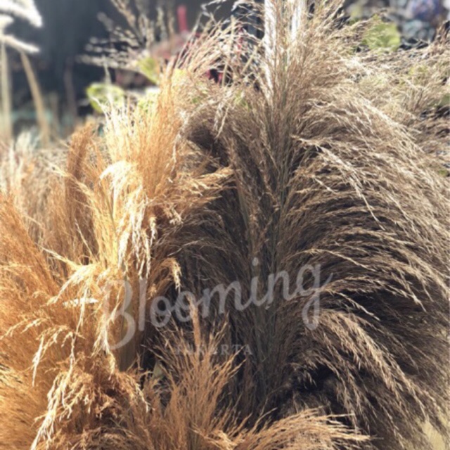 3 TANGKAI Natural Pampas dried flower bunga kering rustic decor