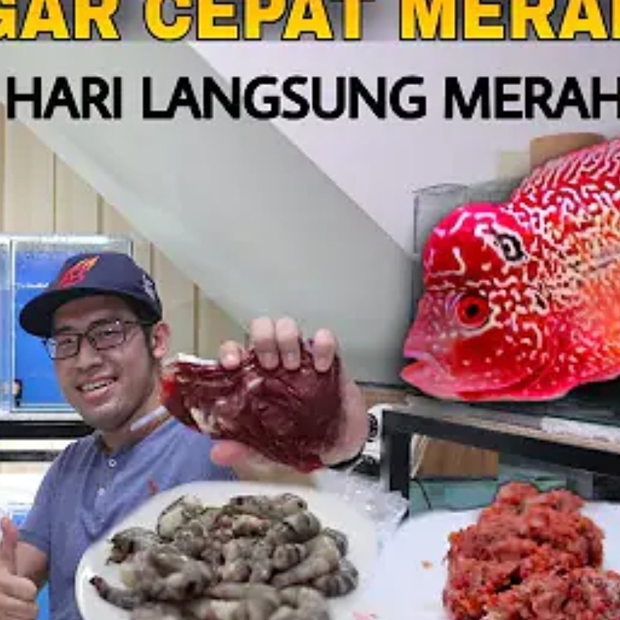 

PASTA UDANG MEMBUAT WARNA IKAN KELUAR SECARA MAXIMAL KHUSUS JAKARTA BEKASI