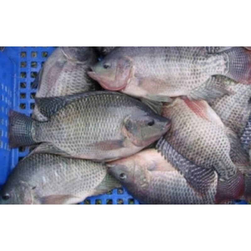 

ikan nila segar