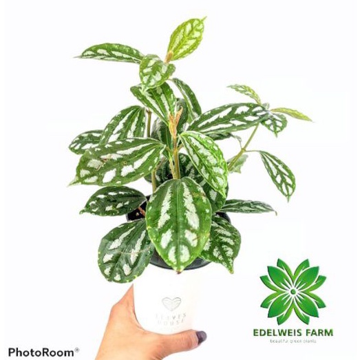 TANAMAN HIAS PILEA CADIEREI | pilea mutiara