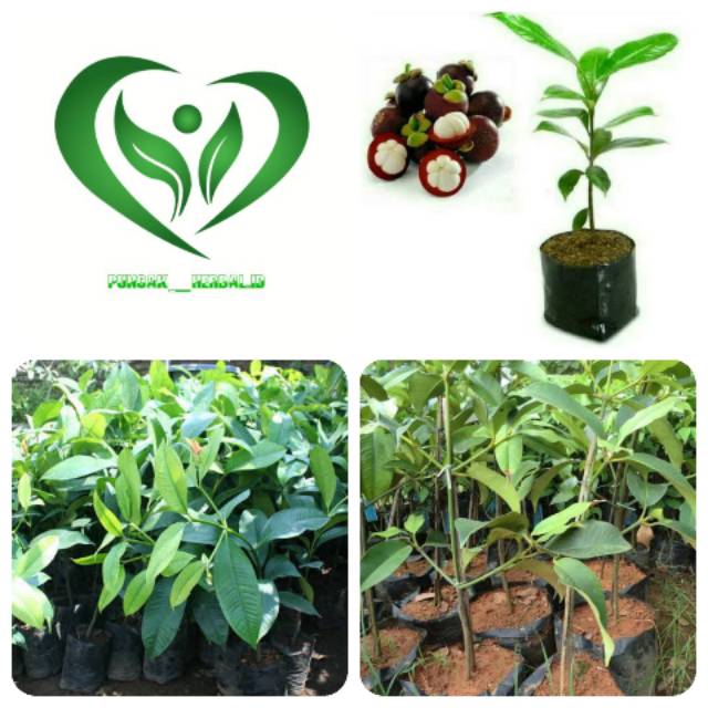 Bibit tanaman buah manggis pohon manggis