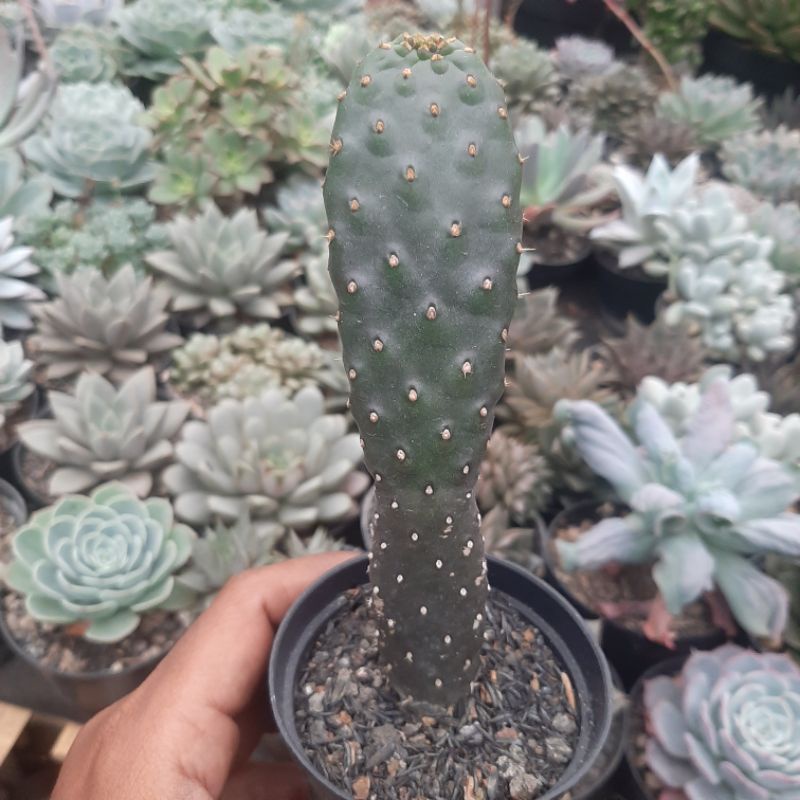Kaktus Opuntia Consolea Rubescens
