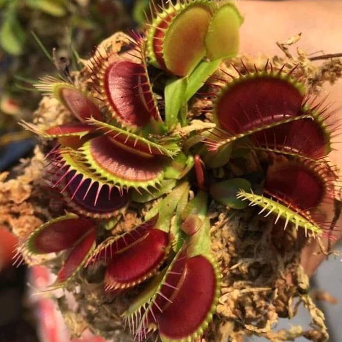 Tanaman Karnivora/Venus Flytrap B52