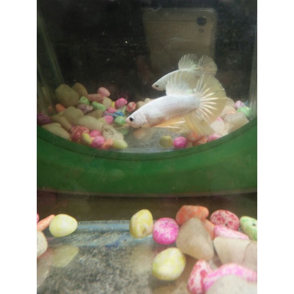 cupang yellow  dragon snow real/sesuai foto dan vidio