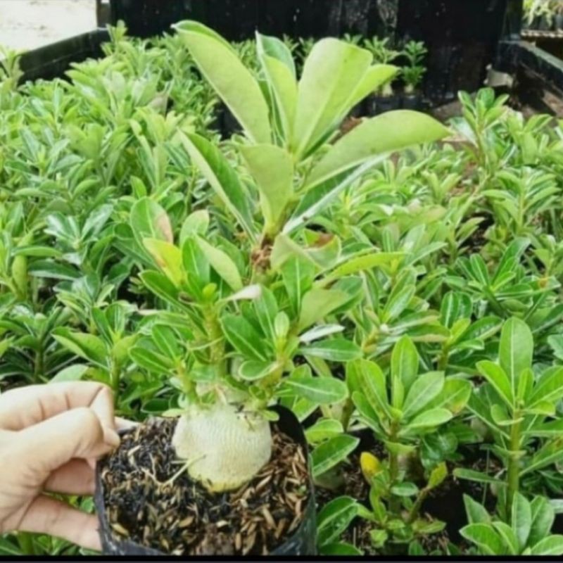 tanaman hias adenium biru putih bunga tumpuk