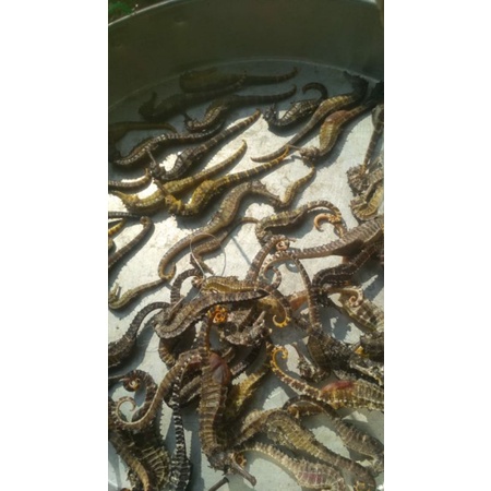 

kuda laut kering asli 1kg