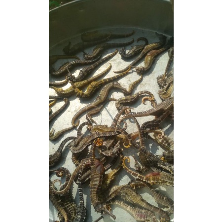 kuda laut kering asli 1kg