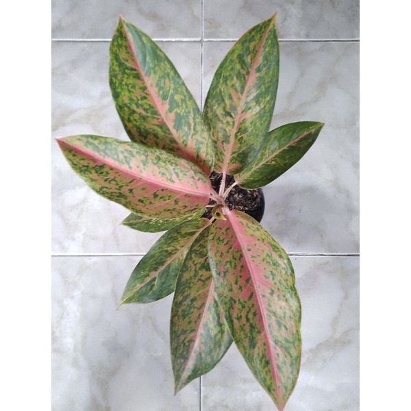 Aglonema Lulaiwan / Bigroy