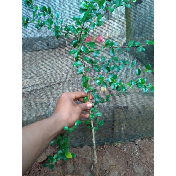 bibit hokianti bunga bahan bonsai
