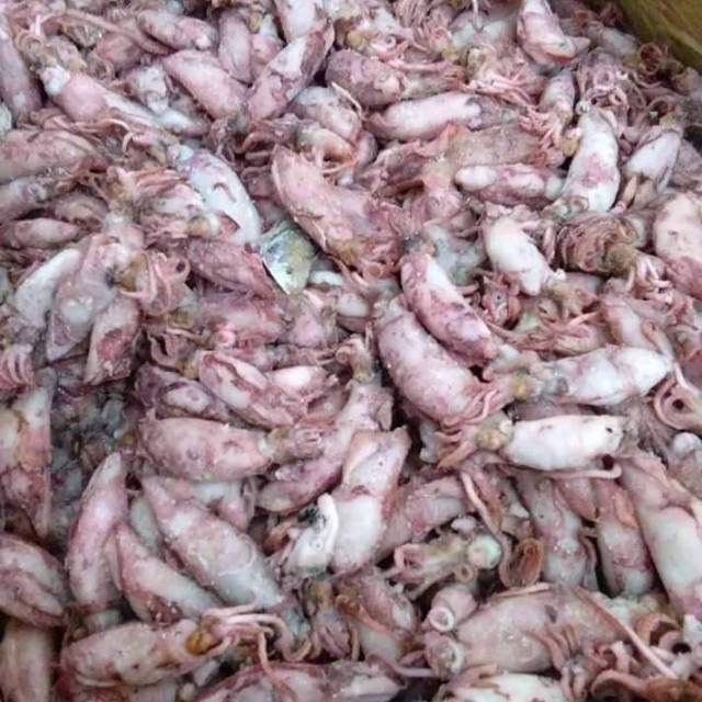 

Cumi telor asli pangandaran