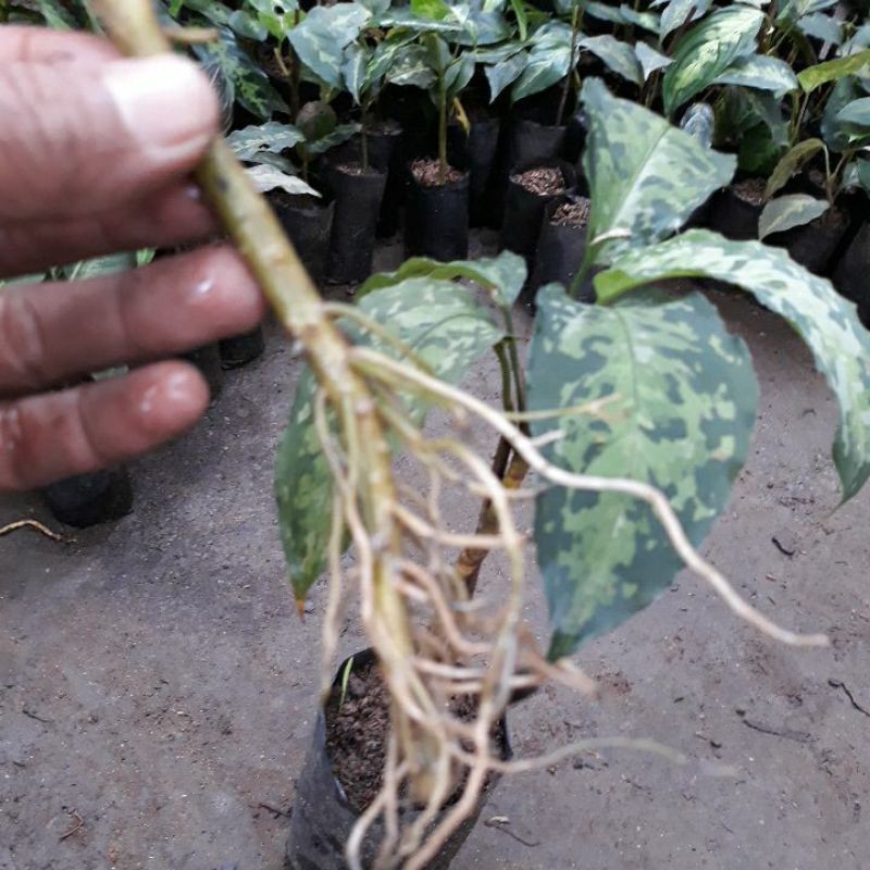 

Bonggol Aglonema Pictum (1 Bungkus isi 10 Bonggol)