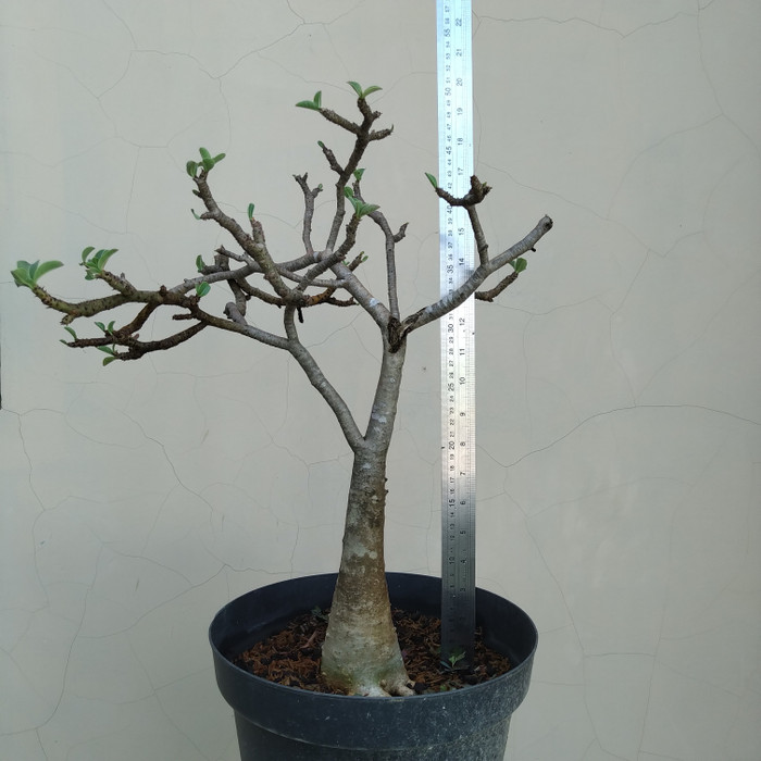 PROMO READY STOK tanaman hias koleksi eksotis Adenium Arabicum Cuting besar rajin bunga