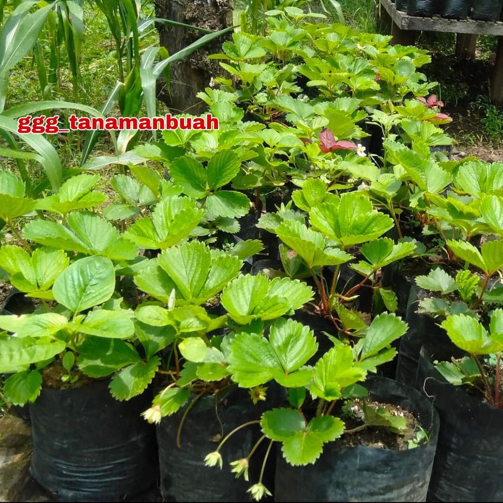 Bibit Strawberry Jumbo Manis Cepat Berbuah