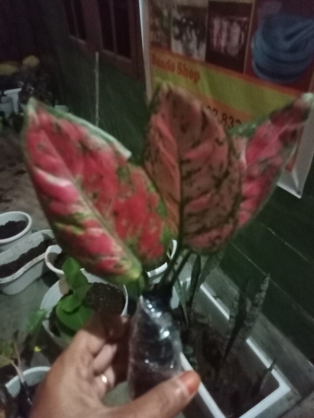 Paket 5 Tanaman Aglonema - Agolaonema - Bunga Aglonema - Paket Aglonema Murah