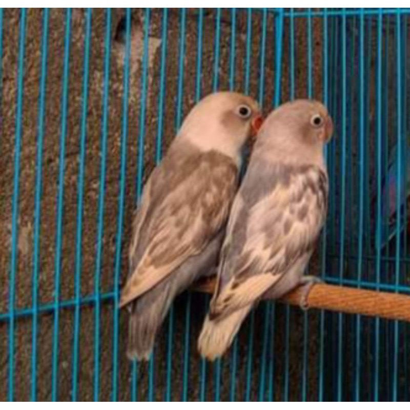 Burung love bird mocca pasangan prospek