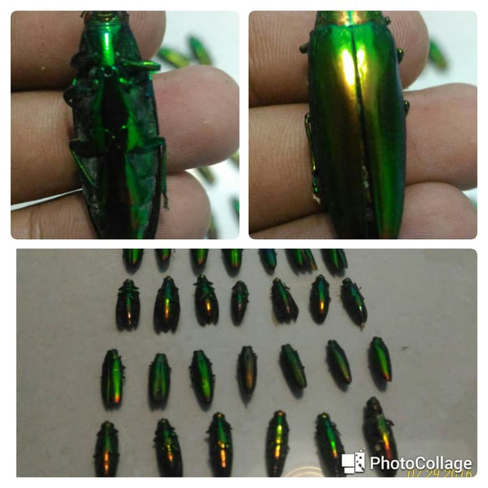 Kumbang Samber Lilin Samber Iler Berkualitas Pilihan Diskon