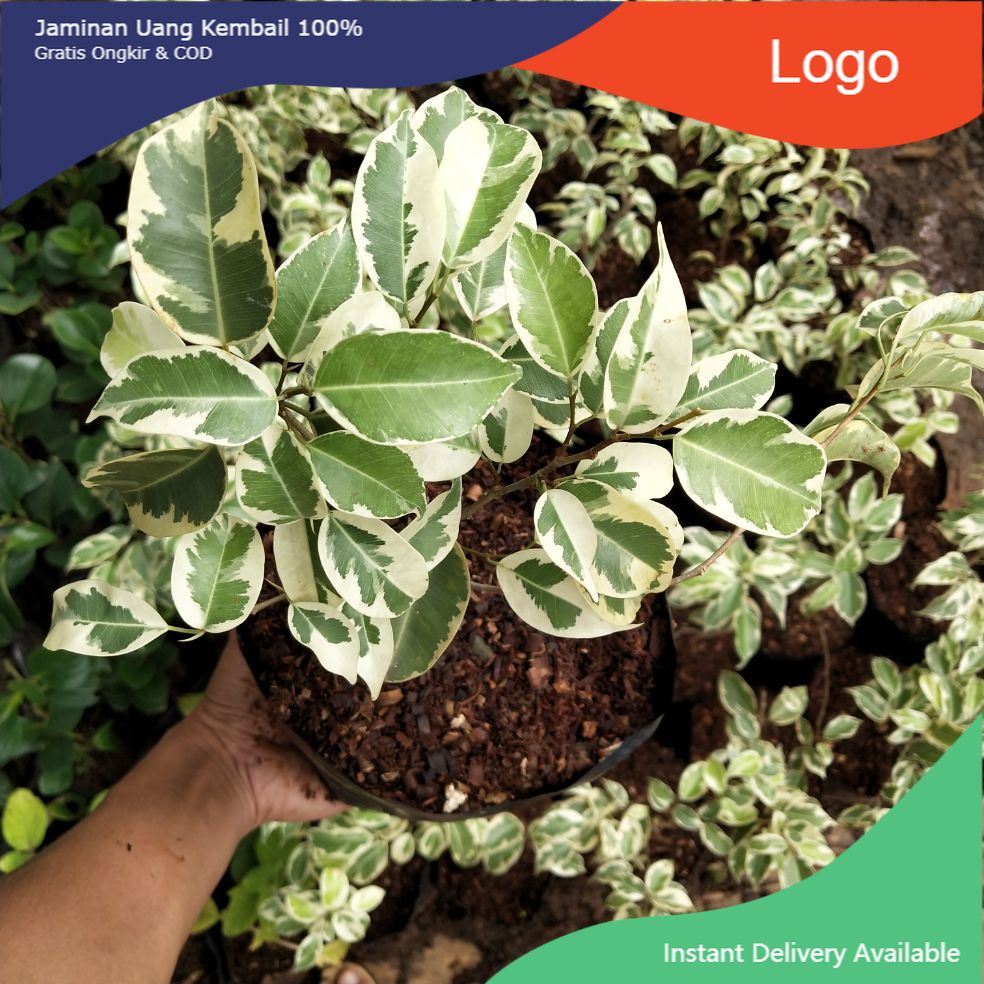 Bibit Tanaman Bonsai Beringin Korea Variegata / Tanaman hias beringin Variegata