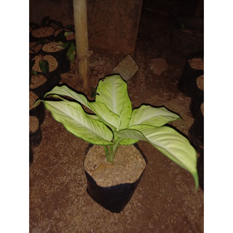 aglonema devan tissue