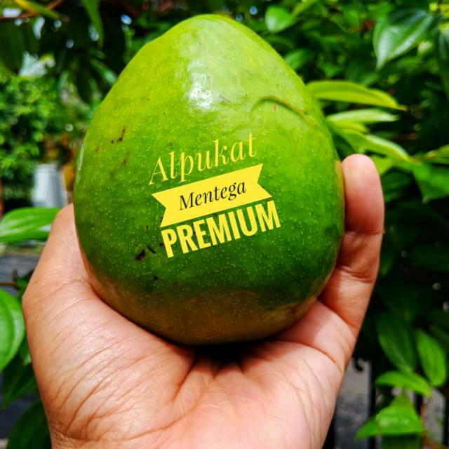 

Promo alpukat mentega tua segar dan lezat