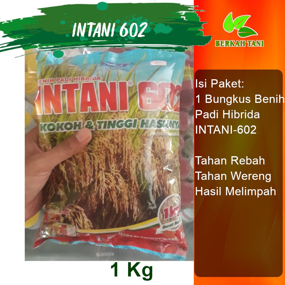 Benih Padi Hibrida Intani 602 1 Kg