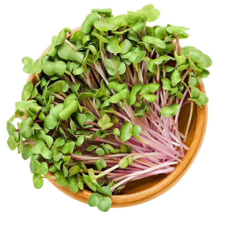 Benih Bibit Biji - Microgreens Radish Lobak (Panen dalam 10-16 hari) Sprouting Seeds - IMPORT