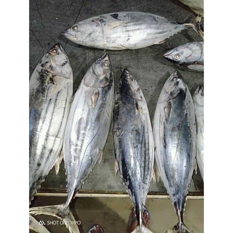 

IKAN CAKALANG SEGAR