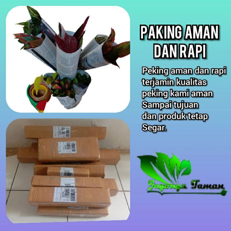 

( PER 1 ODERAN ) kardus peking agar tanaman tetap aman - kardus-peking