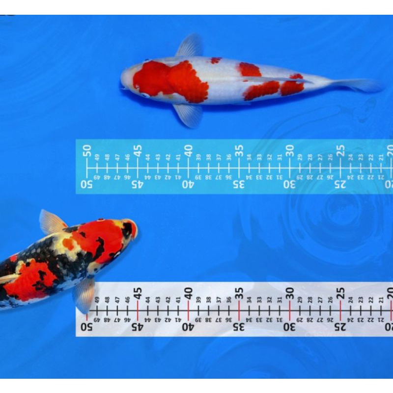 

STIKER UKUR IKAN KOI STICKER BAK TERMURAH