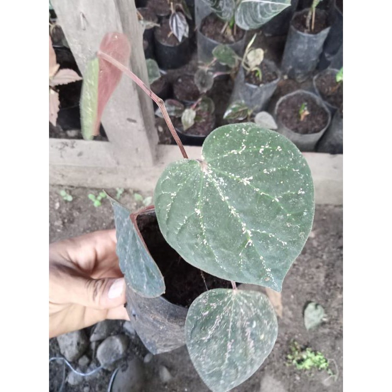 sirih Wulung tanaman hias rambat