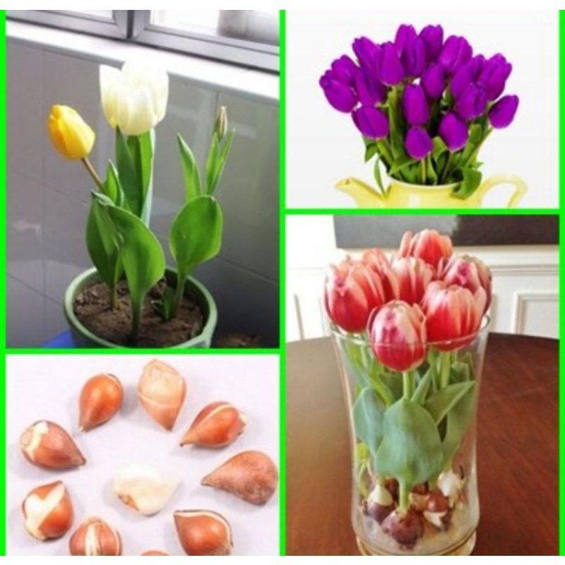 Umbi tulip