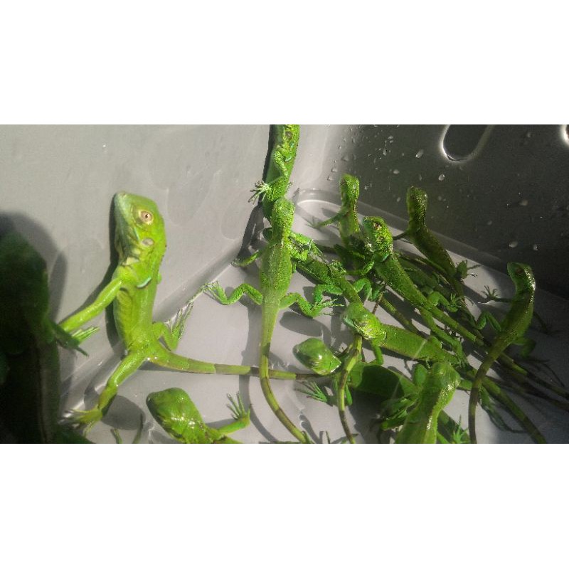 boneka baby iguana green het albino