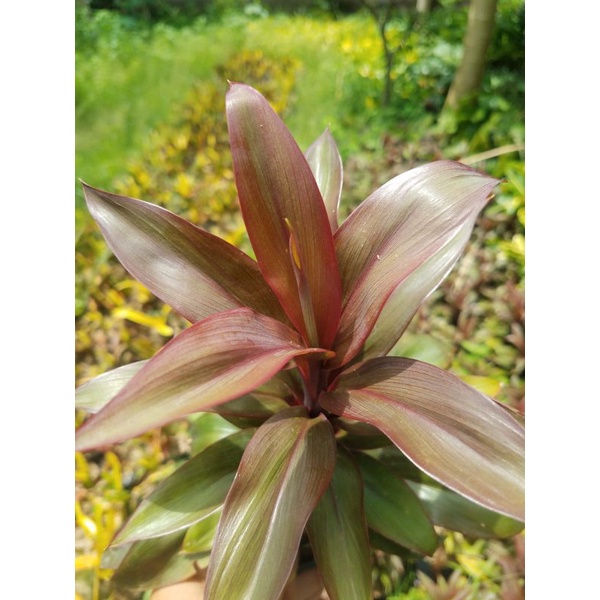 Tanaman Hias Andong Mini/ Andong kemoceng/Andong merah