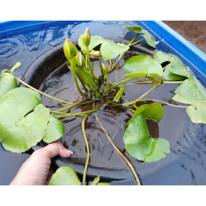 tanaman hias kolam bunga teratai air