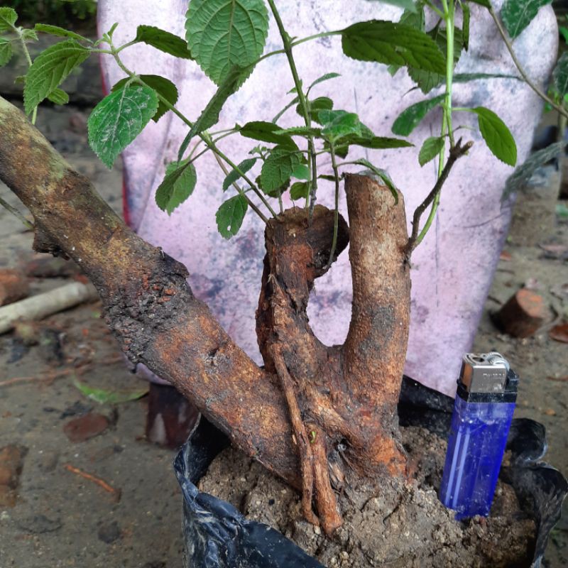 bahan bonsai lantana bunga oren / tanaman hias lantana bunga oren delep.
