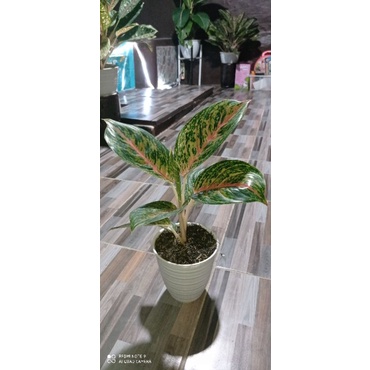 aglonema big papa jumbo