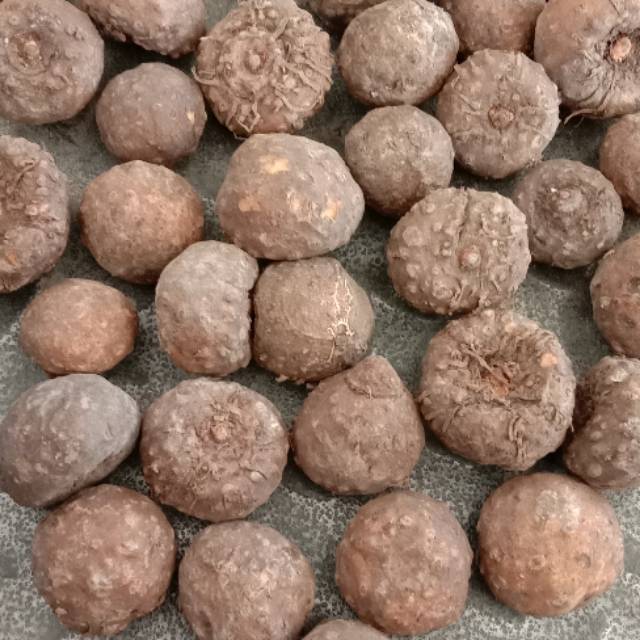 

Bibit umbi porang kecil