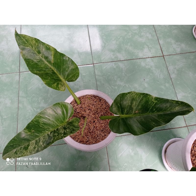 Philodendron Giganteum Blizzard