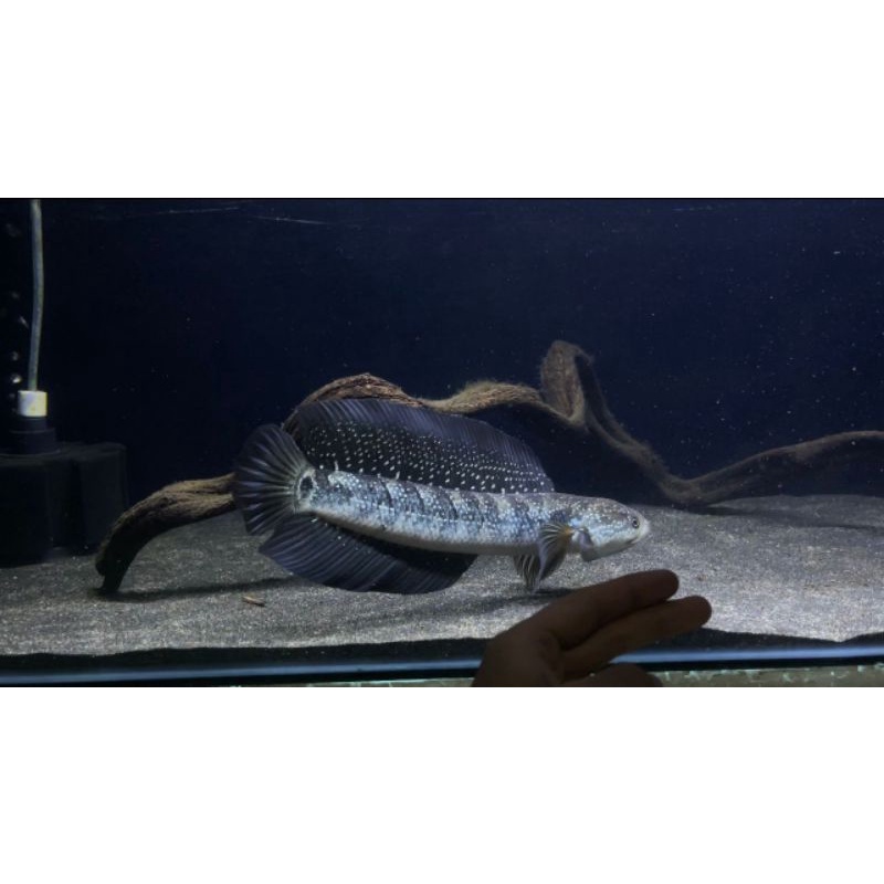 channa asiatica ws 4-10cm Full spot