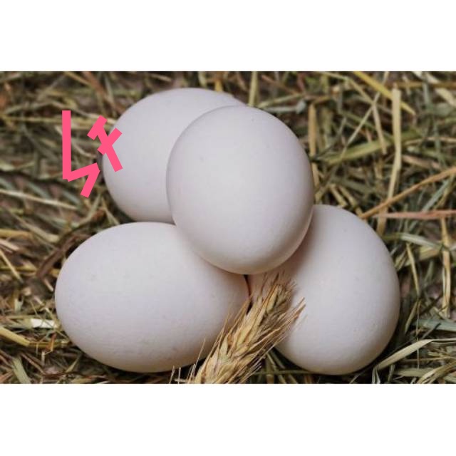 

Telur ayam kampung fertil