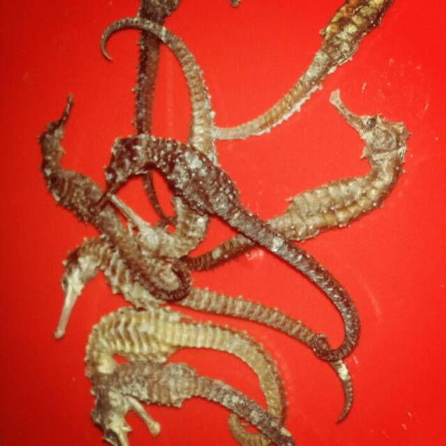 10 ekor Kuda laut kering ukuran besar