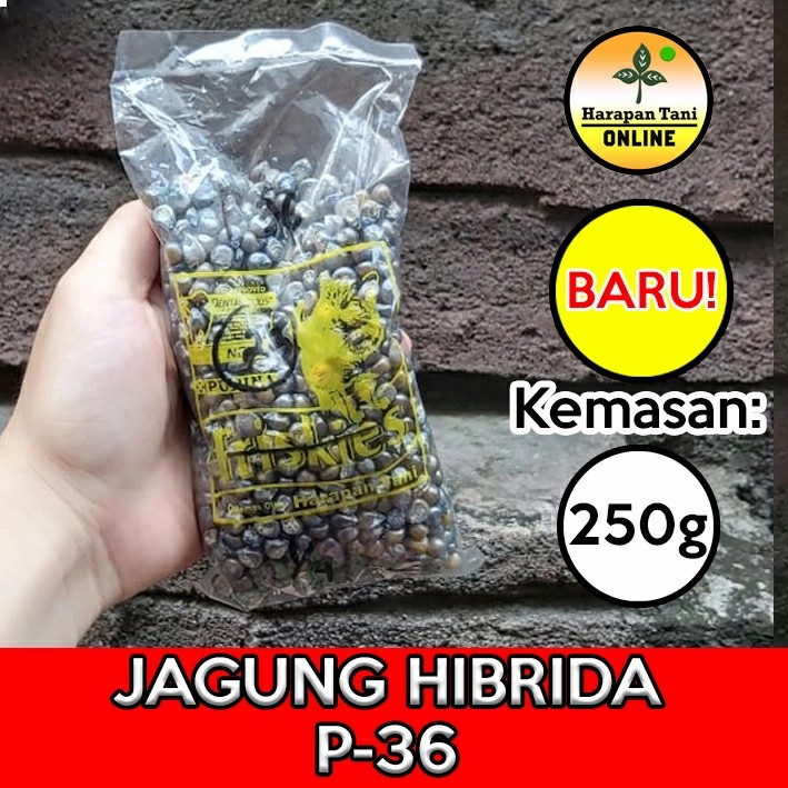 Pioneer P-36 250g | Jagung Hibrida | Pioneer