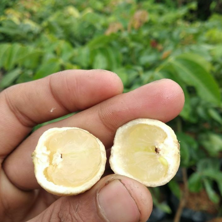 Bibit Kelengkeng Matalada INDUKAN Batang Besar