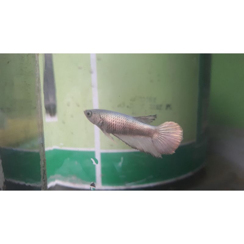 cupang betina super gold & Copper