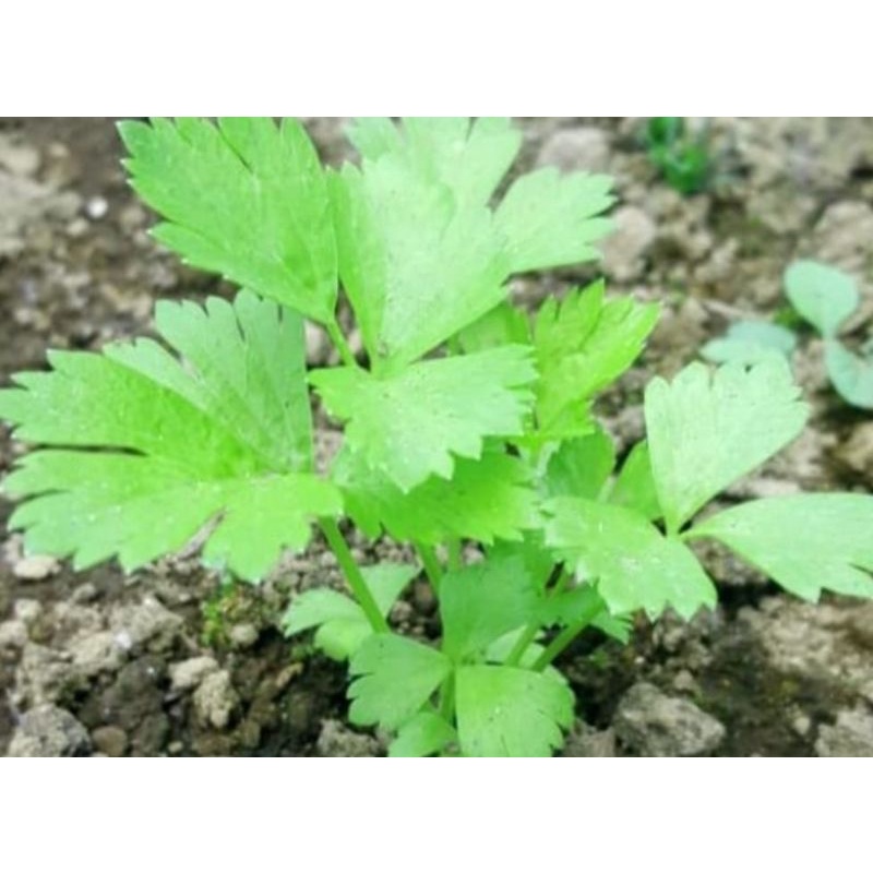 

Daun Ketumbar Organik Yen Sui